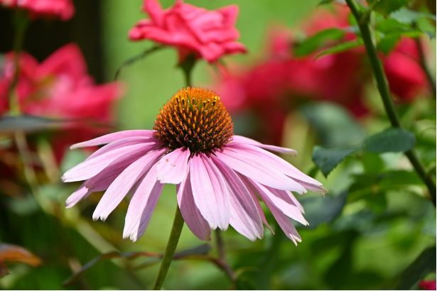 Ameriški slamnik – Ehinaceja