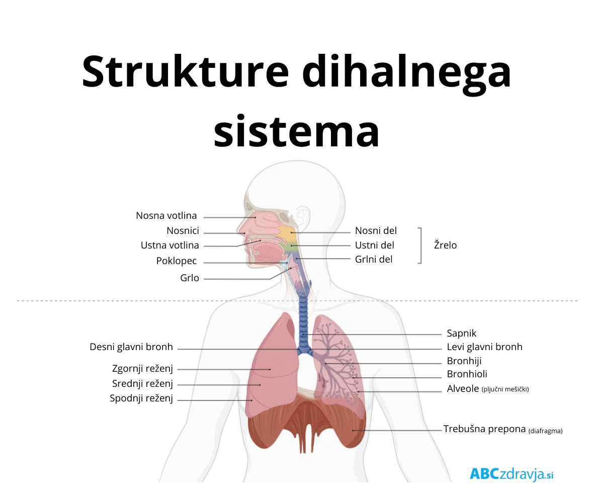 zgradba dihal Nosnici
Ustna votlina
Poklopec (epiglotis)
Grlo (laring)
Nosni žrelo (nazofaring)
Ustni žrelo (orofaring)
Spodnji del žrela (hipofaring)
Žrelo (faring)
Desni glavni bronh (desni primarni bronhus)
Zgornji reženj (superiorni reženj)
Srednji reženj (medialni reženj)
Spodnji reženj (inferiorni reženj)
Sapnik (traheja)
Levi glavni bronh (levi primarni bronhus)
Bronhiji
Bronhioli
Alveole (pljučni mešički)
Trebušna prepona (diafragma)